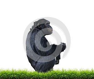 Chimpanzee with green grass isolated