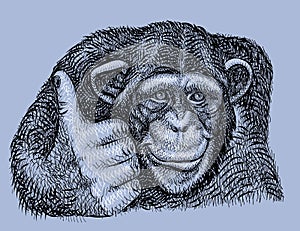 Chimpanzee Hand Drawn