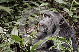 Chimpanzee is happy and looks into the jungle