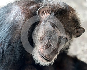 Chimpanzee headshot