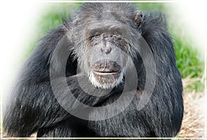 A Chimpanzee Hominidae photo