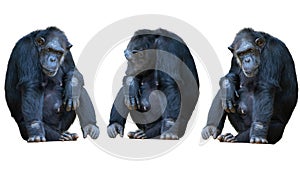 Chimpanzee isolated on a white