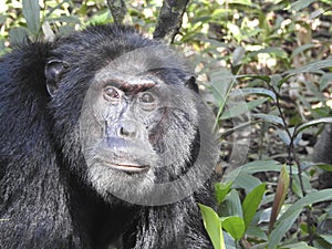 Chimpanzee, Kibale Forest National Park, Uganda