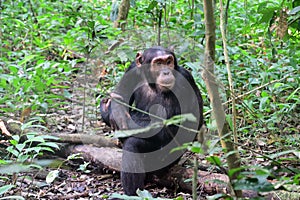 Chimpanzee, Kibale Forest, Uganda