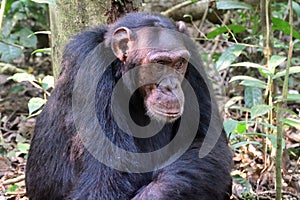 Chimpanzee, Kibale Forest, Uganda