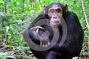 Chimpanzee, Kibale Forest, Uganda photo