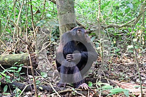 Chimpanzee, Kibale Forest, Uganda