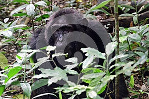 Chimpanzee, Kibale Forest, Uganda