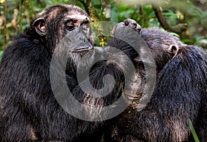 Chimpanzee at Kibale Forest Uganda