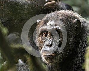Chimpanzee at Kibale Forest, Uganda