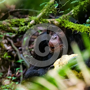 Chimpanzee, Kibale Forest, Uganda