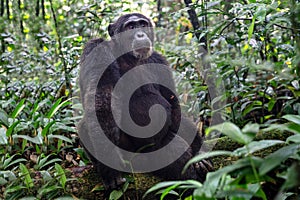 Chimpanzee, Kibale National Park, Uganda