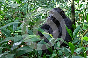 Chimpanzee, Kibale National Park, Uganda