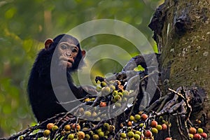 Chimpanzee in Kibale rainforest, Uganda