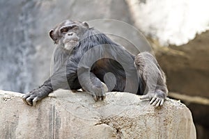 Chimpanzee Laying Down