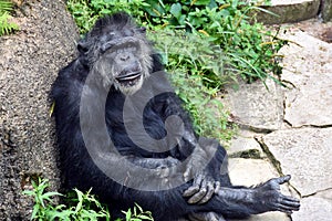 Chimpanzee leaning on a rock