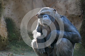Chimpanzee looking with attention
