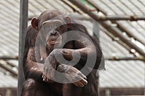 Chimpanzee looking back at you