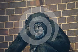 Chimpanzee looking out