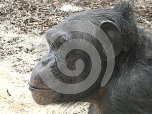 Chimpanzee looking out at the day and smiling