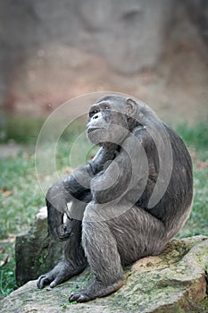 Chimpanzee looking up in surprise