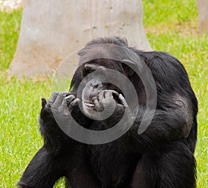 Chimpanzee Looks at Fingers on Sunny Day