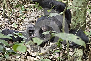 Chimpanzee lounging on ground, Kibale National Park, Uganda