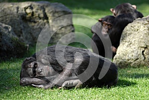 Chimpanzee lying and sleeping