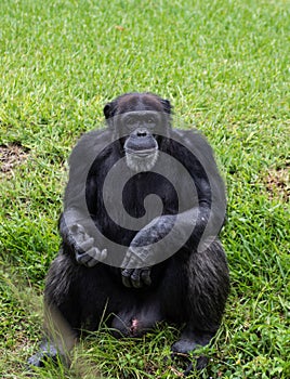 Chimpanzee Making Eye Contact on Sunny Day