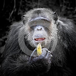 Chimpanzee males were eating.