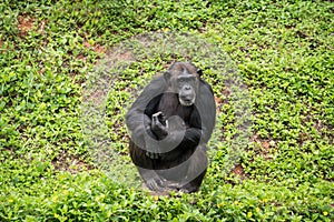 Chimpanzee mokey sit on stump tree with grass photo