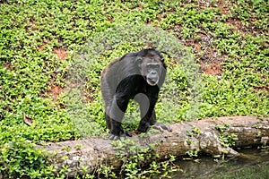 Chimpanzee mokey sit on stump tree with grass photo