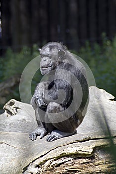 Chimpanzee monkey photo