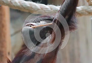A chimpanzee monkey gnaws a stick