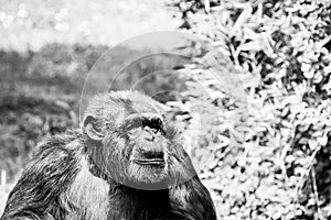 Chimpanzee monkey or pan troglodyte