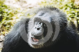 Chimpanzee monkey or pan troglodyte