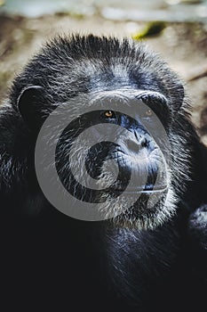 Chimpanzee monkey or pan troglodyte