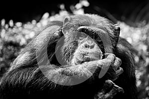 Chimpanzee monkey or pan troglodyte