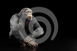 Chimpanzee monkey portrait on black