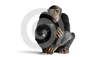 Chimpanzee monkey isolated on white