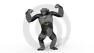 Chimpanzee monkey, primate ape screaming, wild animal isolated on white background, 3D render