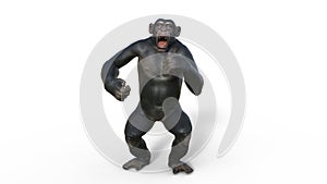 Chimpanzee monkey, primate ape shrieking, wild animal isolated on white background, 3D render