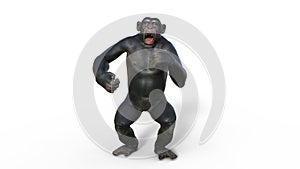 Chimpanzee monkey, primate ape shrieking, wild animal isolated on white background, 3D render photo