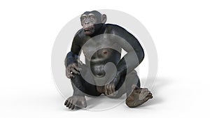 Chimpanzee monkey, primate ape sitting on ground, wild animal isolated on white background, 3D render