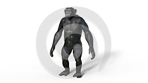 Chimpanzee monkey, primate ape standing, wild animal isolated on white background, 3D render photo