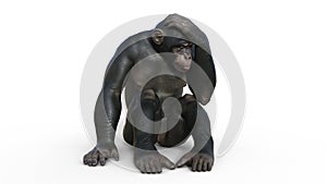 Chimpanzee monkey, primate ape thinking, wild animal isolated on white background, 3D render