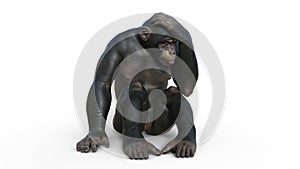 Chimpanzee monkey, primate ape thinking, wild animal isolated on white background, 3D render photo