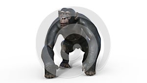 Chimpanzee monkey, primate ape walking, wild animal isolated on white background, 3D render