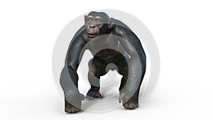 Chimpanzee monkey, primate ape walking, wild animal isolated on white background, 3D render photo