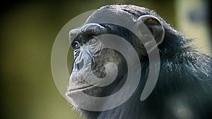 Chimpanzee monkey in profile gnawing twig